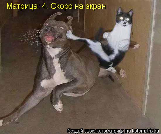 Матрица: 4. Скоро на экран... Котоматрица: Матрица: 4. Скоро на экран