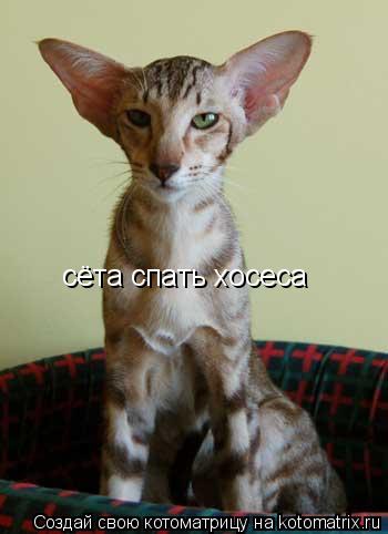 Котоматрица: сёта спать хосеса
