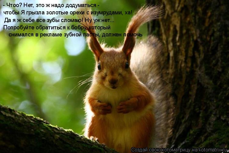 - Чтоо? Нет, это ж надо додуматься - чтобы Я грызла золотые орехи с изумрудами, ха! Да я ж себе все... Котоматрица: - Чтоо? Нет, это ж надо додуматься - чтобы Я грызла золотые орехи с изумрудами, ха! Да я ж себе все зубы сломаю! Ну уж нет... Попробуйте обратить