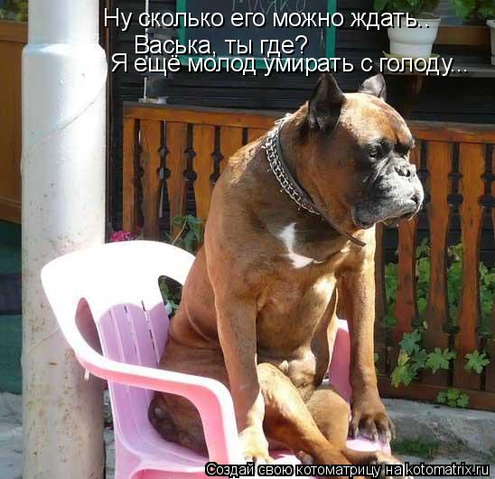 Котоматрица: Ну сколько его можно ждать.. Васька, ты где? Я ещё молод умирать с голоду...