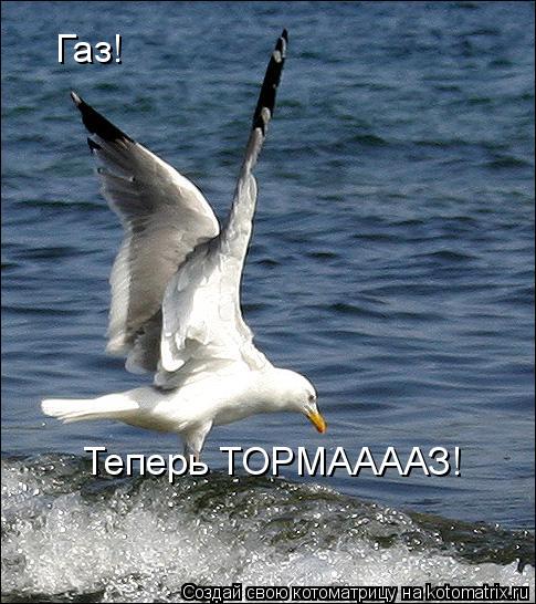 Газ! Теперь ТОРМААААЗ!... Котоматрица: Газ! Теперь ТОРМААААЗ!