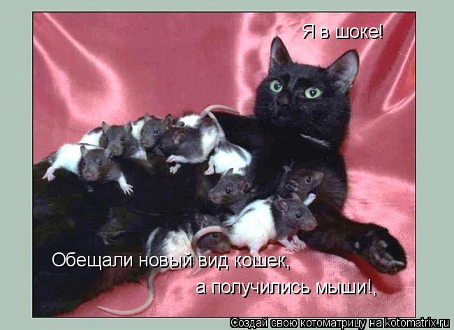 Я в шоке! Обещали новый вид кошек, а получились мыши!,... Котоматрица: Я в шоке! Обещали новый вид кошек, а получились мыши!,