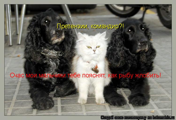 Претензии, командир?! Счас мои мальчики тебе пояснят, как рыбу жлобить!... Котоматрица: Претензии, командир?! Счас мои мальчики тебе пояснят, как рыбу жлобить!