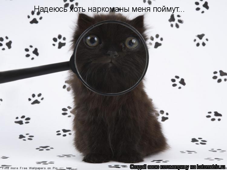 Надеюсь хоть наркоманы меня поймут...... Котоматрица: Надеюсь хоть наркоманы меня поймут...