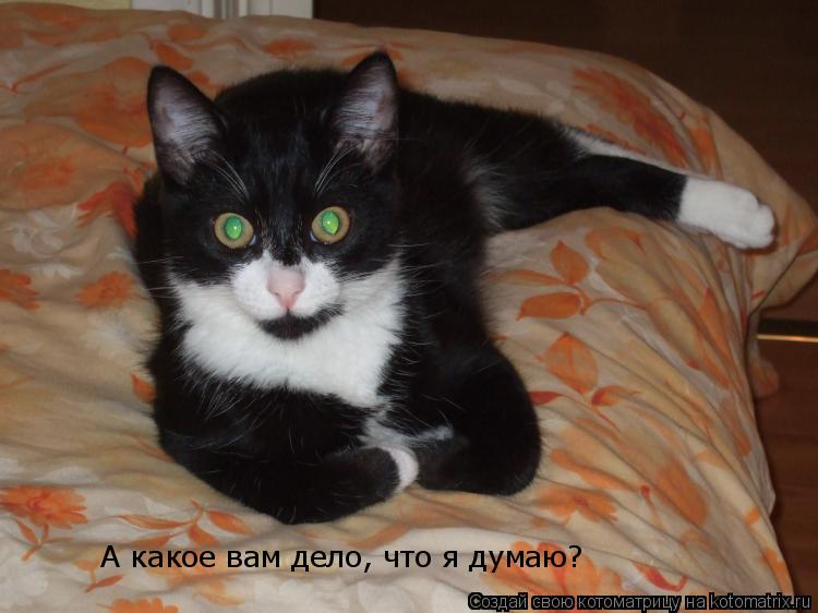А какое вам дело, что я думаю?... Котоматрица: А какое вам дело, что я думаю?