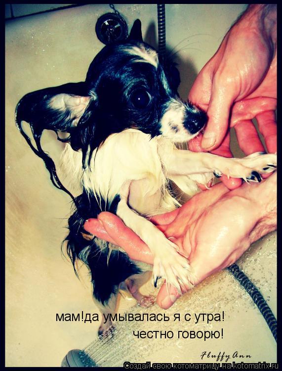 мам!да умывалась я с утра! честно говорю!... Котоматрица: мам!да умывалась я с утра! честно говорю!