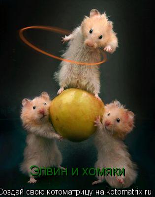 Элвин и хомяки... Котоматрица: Элвин и хомяки