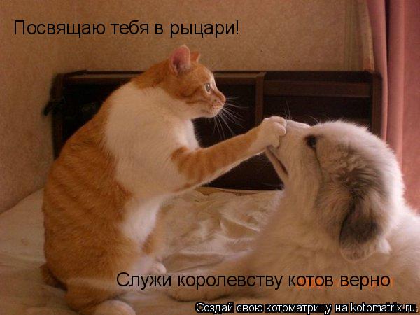 Посвящаю тебя в рыцари! Служи королевству котов верно... Котоматрица: Посвящаю тебя в рыцари! Служи королевству котов верно