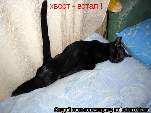 Котоматрица: хвост - встал !