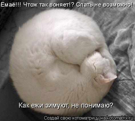 Емаё!!! Чтож так воняет!? Спать не возможно! Как ежи зимуют, не понимаю?... Котоматрица: Емаё!!! Чтож так воняет!? Спать не возможно! Как ежи зимуют, не понимаю?