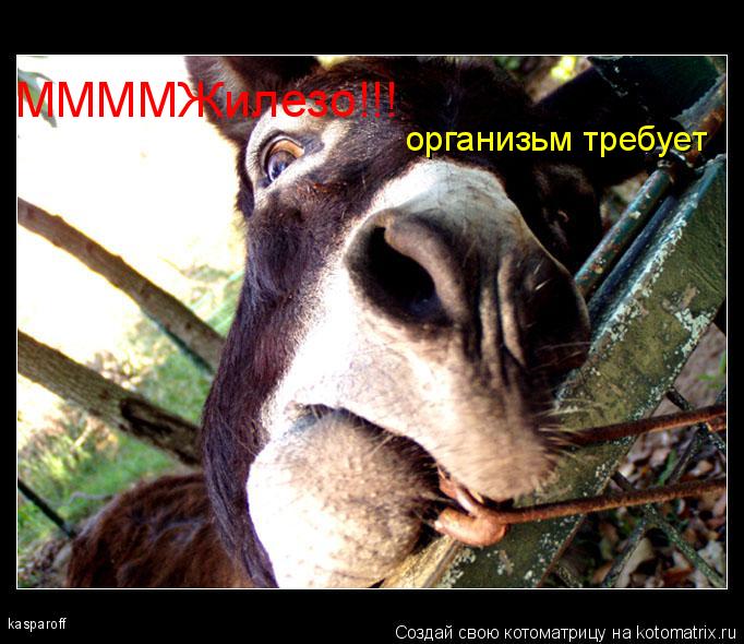 kasparoff ММММЖилезо!!! организьм требует... Котоматрица: kasparoff ММММЖилезо!!! организьм требует
