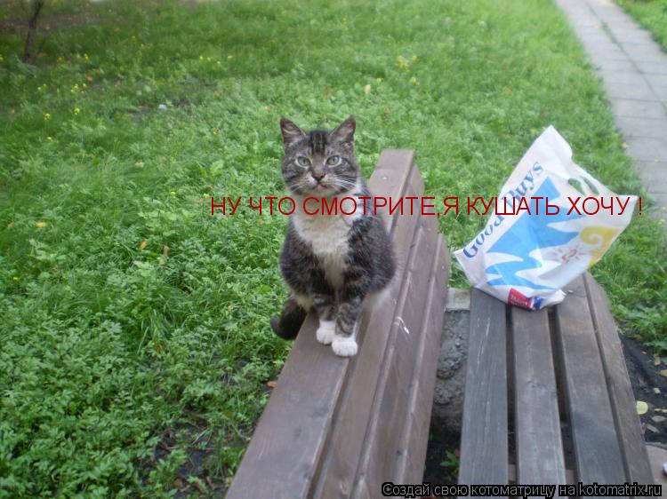 Котоматрица: НУ ЧТО СМОТРИТЕ,Я КУШАТЬ ХОЧУ !