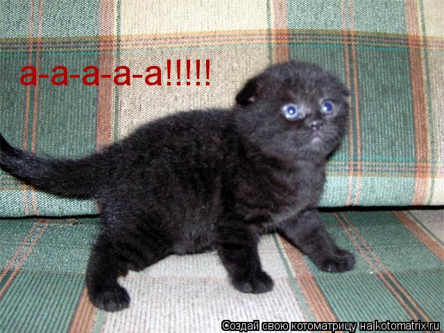 а-а-а-а-а!!!!!... Котоматрица: а-а-а-а-а!!!!!