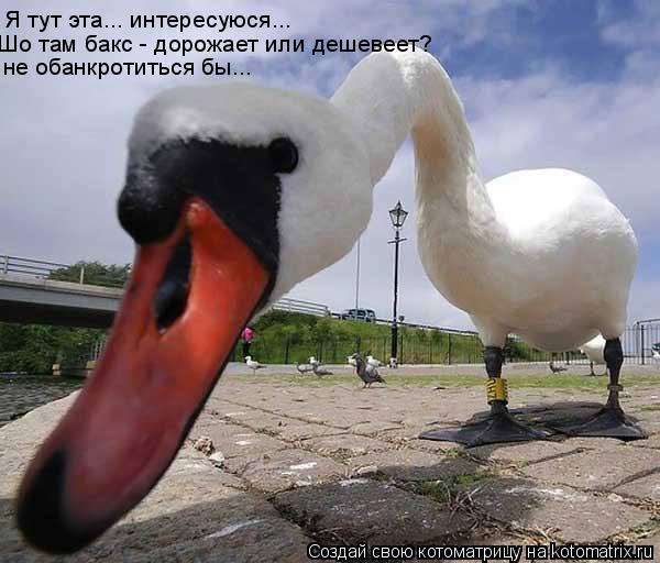 Котоматрица: Я тут эта... интересуюся... Шо там бакс - дорожает или дешевеет? не обанкротиться бы...