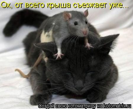 Котоматрица: Ох, от всего крыша съезжает уже...