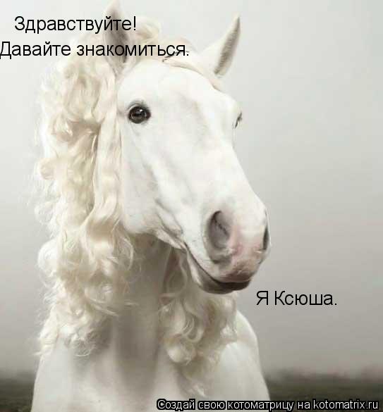 Здравствуйте! Давайте знакомиться. Я Ксюша.... Котоматрица: Здравствуйте! Давайте знакомиться. Я Ксюша.