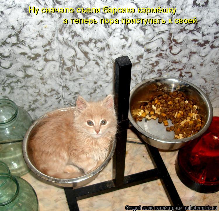 Ну сначало съели барсика кармёшку а теперь пора приступать к своей... Котоматрица: Ну сначало съели барсика кармёшку а теперь пора приступать к своей