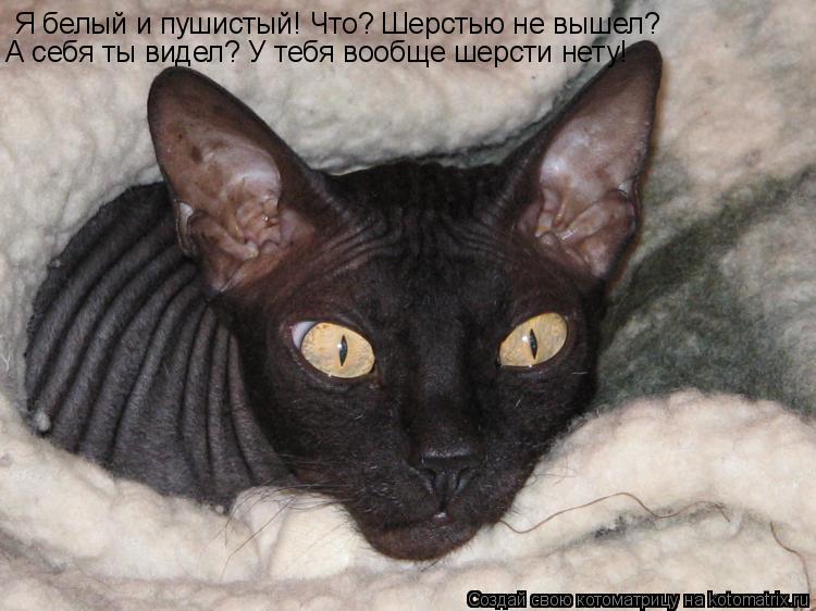 Я белый и пушистый! Что? Шерстью не вышел? А себя ты видел? У тебя вообще шерсти нету!... Котоматрица: Я белый и пушистый! Что? Шерстью не вышел? А себя ты видел? У тебя вообще шерсти нету!