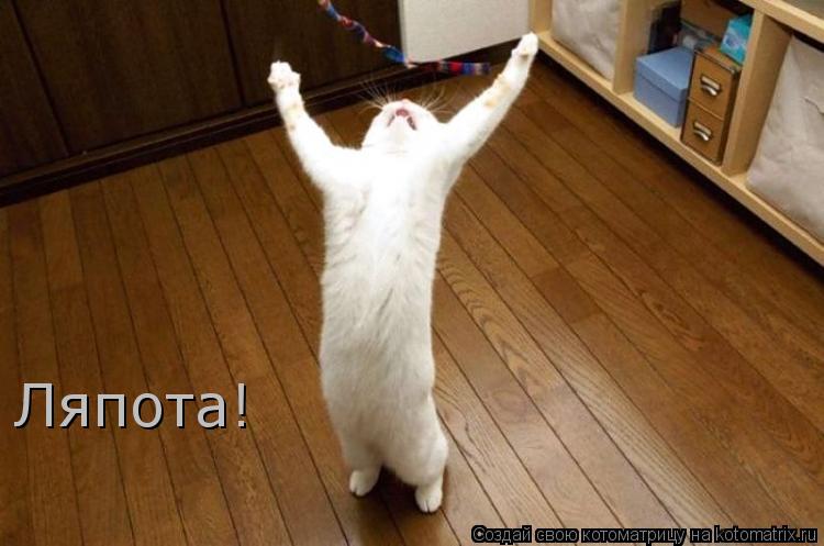 Ляпота!... Котоматрица: Ляпота!