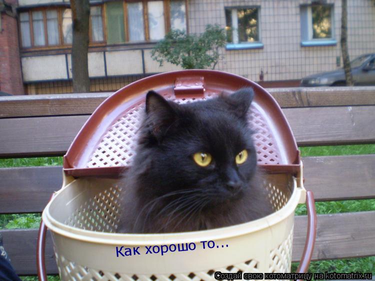 Котоматрица: Как хорошо то...