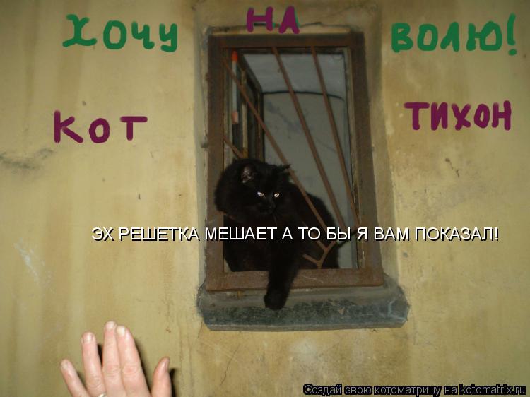 ЭХ РЕШЕТКА МЕШАЕТ А ТО БЫ Я ВАМ ПОКАЗАЛ!... Котоматрица: ЭХ РЕШЕТКА МЕШАЕТ А ТО БЫ Я ВАМ ПОКАЗАЛ!