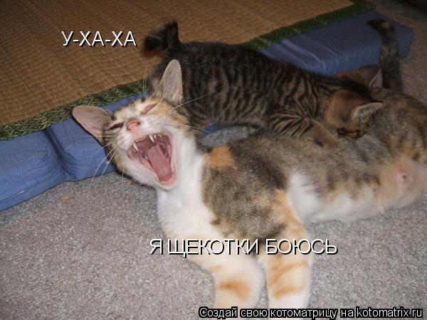 У-ХА-ХА Я ЩЕКОТКИ БОЮСЬ... Котоматрица: У-ХА-ХА Я ЩЕКОТКИ БОЮСЬ
