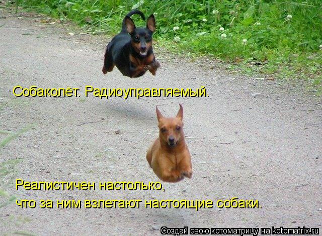 Собаколёт. Радиоуправляемый. Реалистичен настолько, что за ним взлетают настоящие собаки.... Котоматрица: Собаколёт. Радиоуправляемый. Реалистичен настолько, что за ним взлетают настоящие собаки.