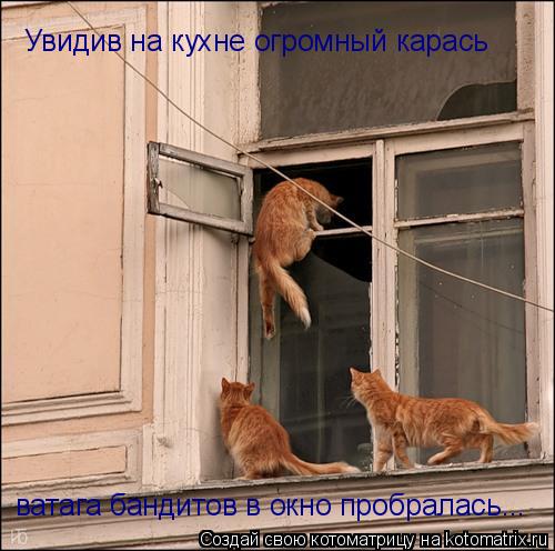 Увидив на кухне огромный карась ватага бандитов в окно пробралась...... Котоматрица: Увидив на кухне огромный карась ватага бандитов в окно пробралась...