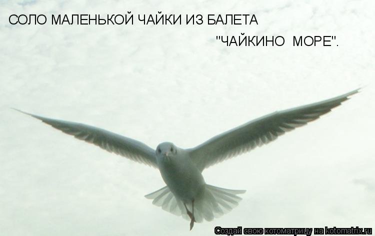 Котоматрица: СОЛО МАЛЕНЬКОЙ ЧАЙКИ ИЗ БАЛЕТА  "ЧАЙКИНО  МОРЕ".