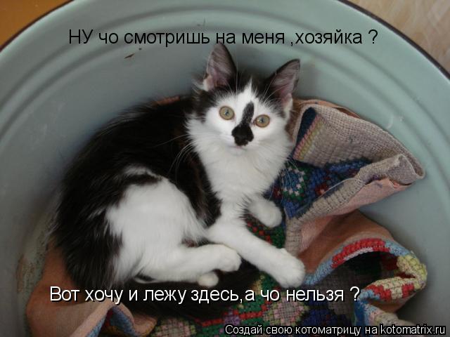 Котоматрица: НУ чо смотришь на меня ,хозяйка ? Вот хочу и лежу здесь,а чо нельзя ?