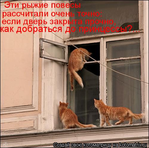 как добраться до принцессы?... если дверь закрыта прочно, Эти рыжие повесы рассчитали очень точно:... Котоматрица: как добраться до принцессы?... если дверь закрыта прочно, Эти рыжие повесы рассчитали очень точно: