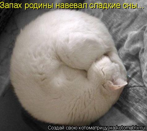Котоматрица: Запах родины навевал сладкие сны...