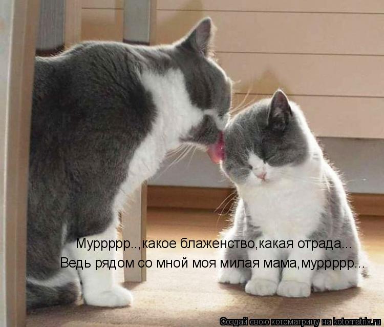 Котоматрица: Муррррр..,какое блаженство,какая отрада... Ведь рядом со мной моя милая мама,муррррр...