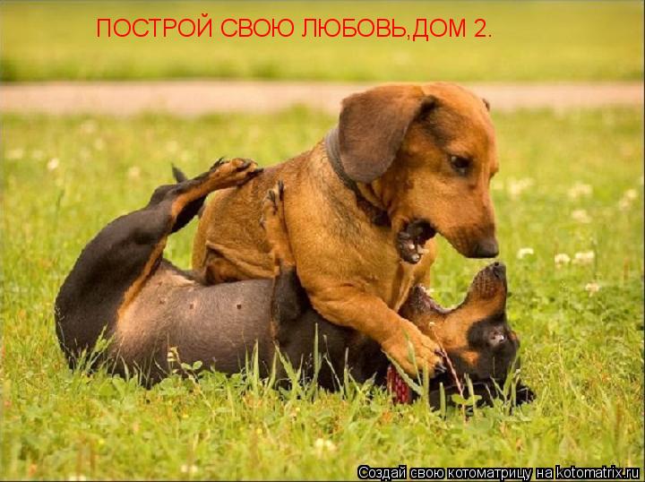 ПОСТРОЙ СВОЮ ЛЮБОВЬ,ДОМ 2.... Котоматрица: ПОСТРОЙ СВОЮ ЛЮБОВЬ,ДОМ 2.