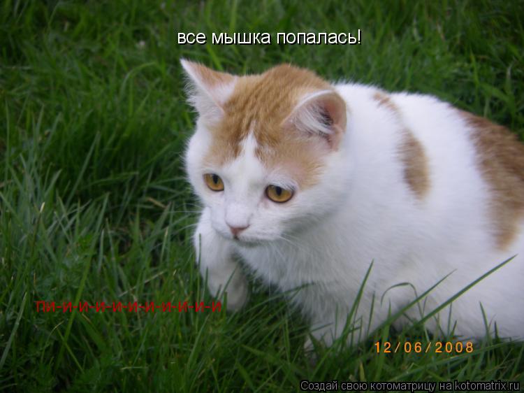 все мышка попалась! пи-и-и-и-и-и-и-и-и-и-и... Котоматрица: все мышка попалась! пи-и-и-и-и-и-и-и-и-и-и