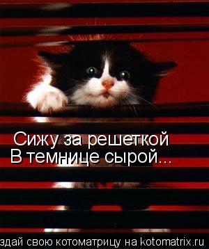 Сижу за решеткой В темнице сырой...... Котоматрица: Сижу за решеткой В темнице сырой...