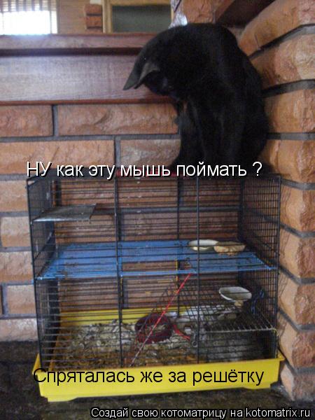 Котоматрица: НУ как эту мышь поймать ?  Спряталась же за решётку