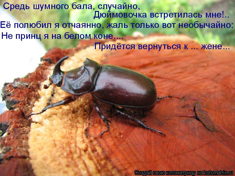 Котоматрица: Средь шумного бала, случайно, Дюймовочка встретилась мне!.. Её полюбил я отчаянно, жаль только вот необычайно:  Не принц я на белом коне.... При