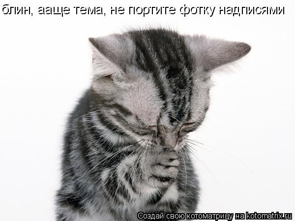 Котоматрица: блин, ааще тема, не портите фотку надписями