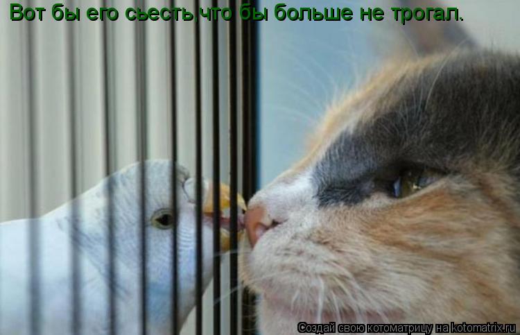 Вот бы его сьесть,что бы больше не трогал.... Котоматрица: Вот бы его сьесть,что бы больше не трогал.