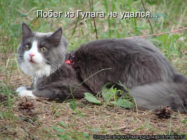 Побег из Гулага не удался...... Котоматрица: Побег из Гулага не удался...
