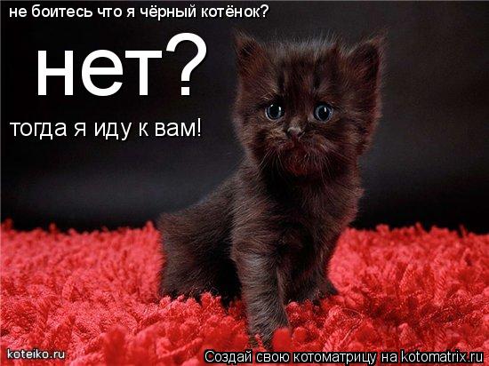 не боитесь что я чёрный котёнок? нет? тогда я иду к вам!... Котоматрица: не боитесь что я чёрный котёнок? нет? тогда я иду к вам!