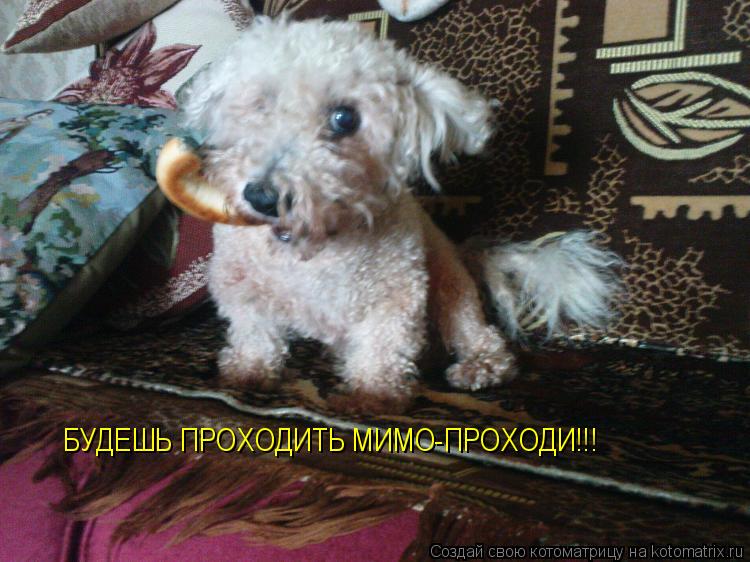 БУДЕШЬ ПРОХОДИТЬ МИМО-ПРОХОДИ!!!... Котоматрица: БУДЕШЬ ПРОХОДИТЬ МИМО-ПРОХОДИ!!!