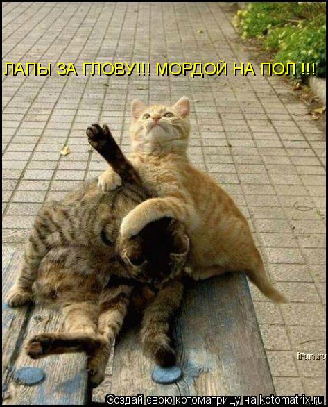 ЛАПЫ ЗА ГЛОВУ!!! МОРДОЙ НА ПОЛ !!!... Котоматрица: ЛАПЫ ЗА ГЛОВУ!!! МОРДОЙ НА ПОЛ !!!