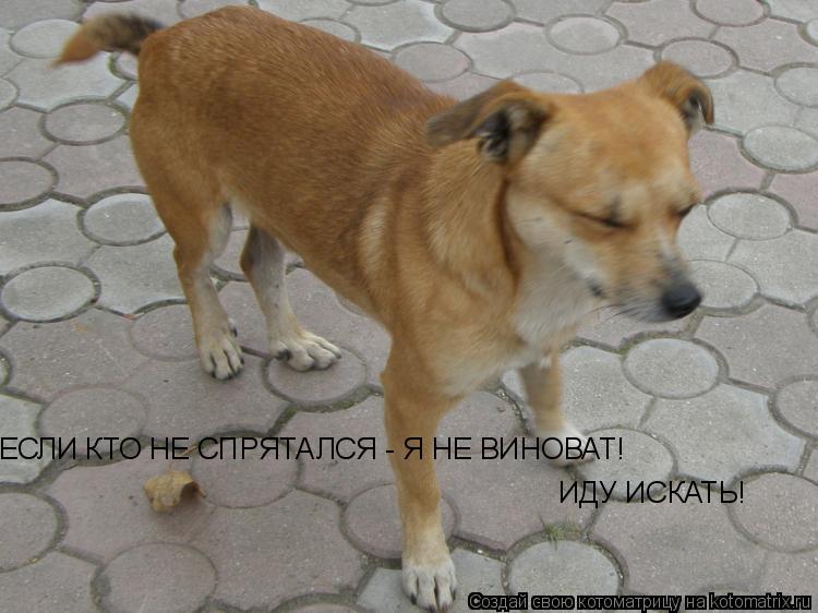 ЕСЛИ КТО НЕ СПРЯТАЛСЯ - Я НЕ ВИНОВАТ! ИДУ ИСКАТЬ!... Котоматрица: ЕСЛИ КТО НЕ СПРЯТАЛСЯ - Я НЕ ВИНОВАТ! ИДУ ИСКАТЬ!