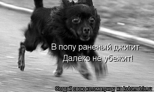 В попу раненый джигит Далеко не убежит!... Котоматрица: В попу раненый джигит Далеко не убежит!