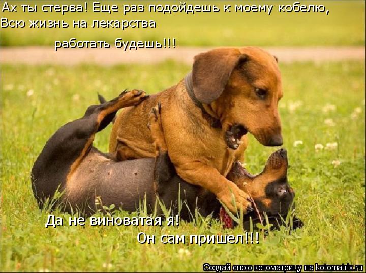 Да не виноватая я! Ах ты стерва! Еще раз подойдешь к моему кобелю, Всю жизнь на лекарства работать б... Котоматрица: Да не виноватая я! Ах ты стерва! Еще раз подойдешь к моему кобелю, Всю жизнь на лекарства работать будешь!!! Он сам пришел!!!