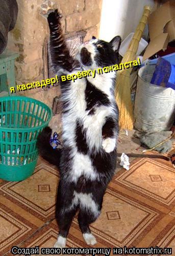 Котоматрица: я каскадер! верёвку пожалста!