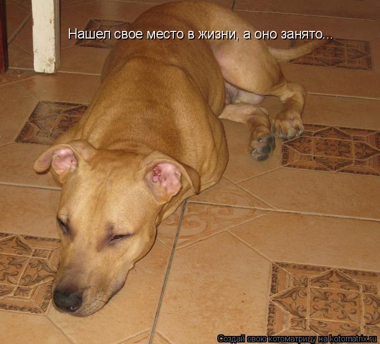 Нашел свое место в жизни, а оно занято...... Котоматрица: Нашел свое место в жизни, а оно занято...