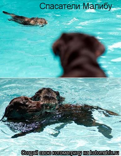 Спасатели Малибу... Котоматрица: Спасатели Малибу